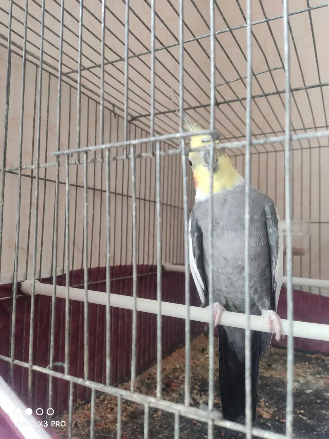 عروس هلندی نر|پرنده|مهریز, |دیوار