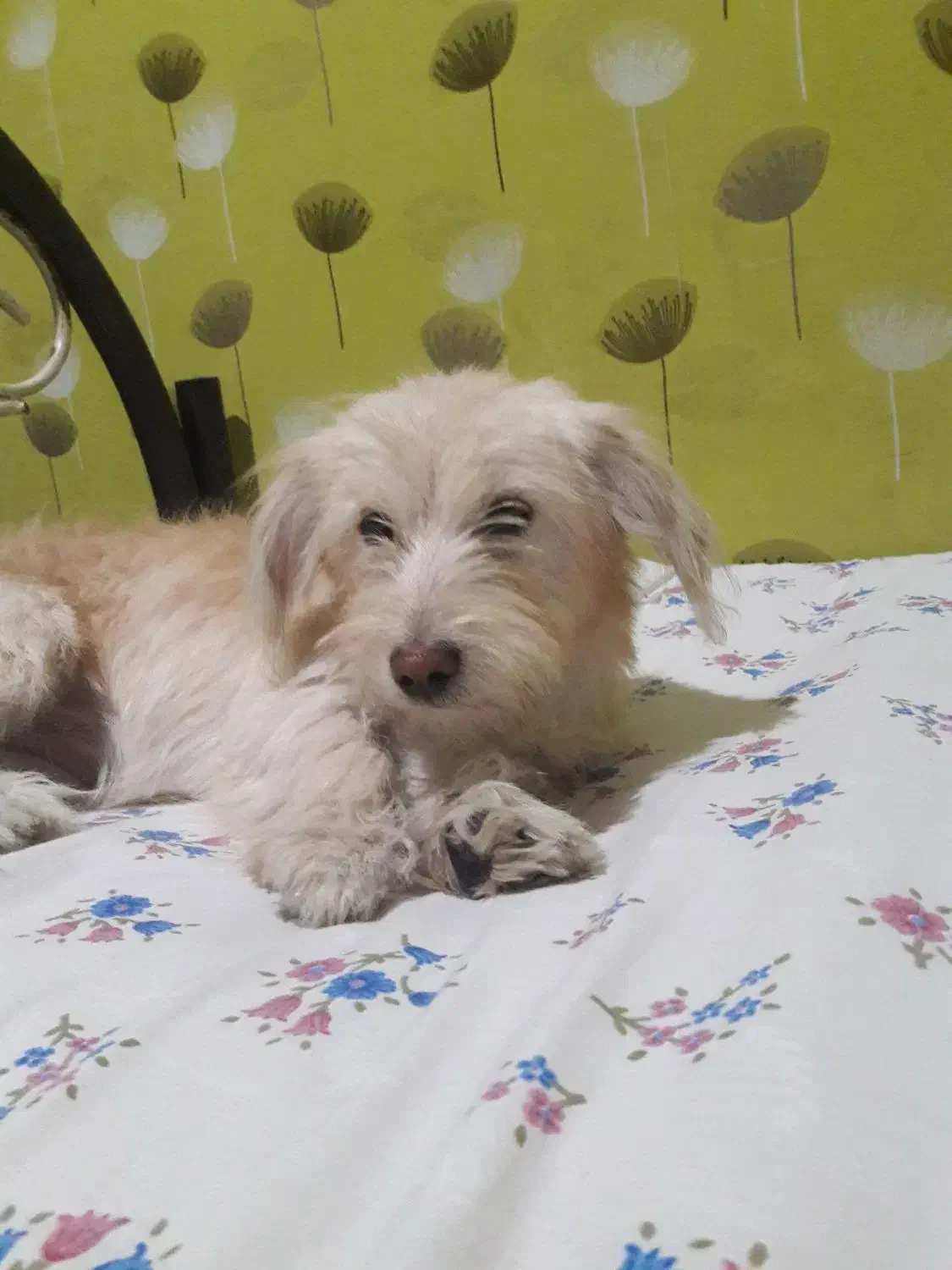 سگ شیتزو تریر|سگ|پاکدشت, پاکدشت (مامازند)|دیوار