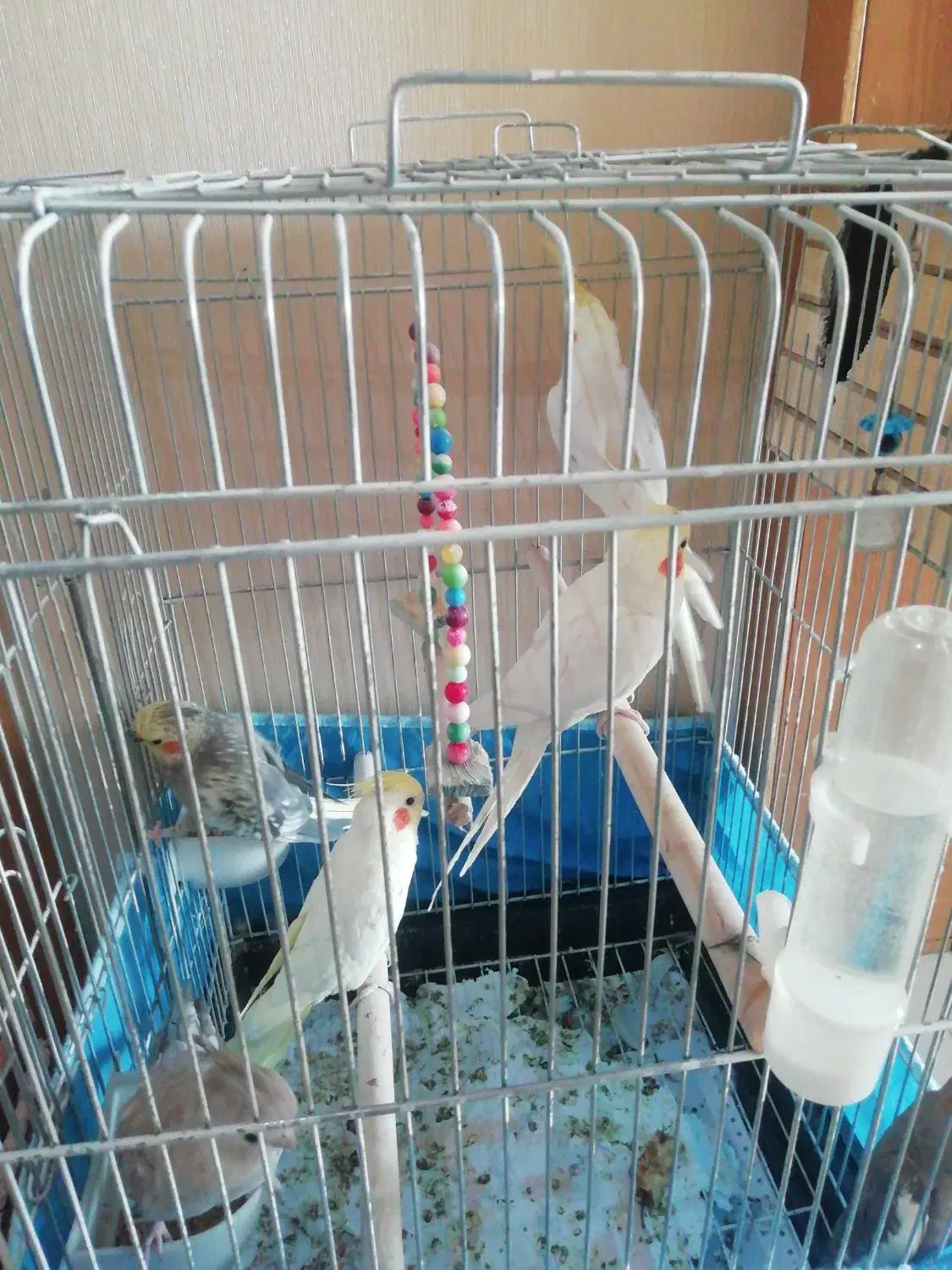 عروس هلندی|پرنده|تهران, سازمان برنامه جنوبی|دیوار