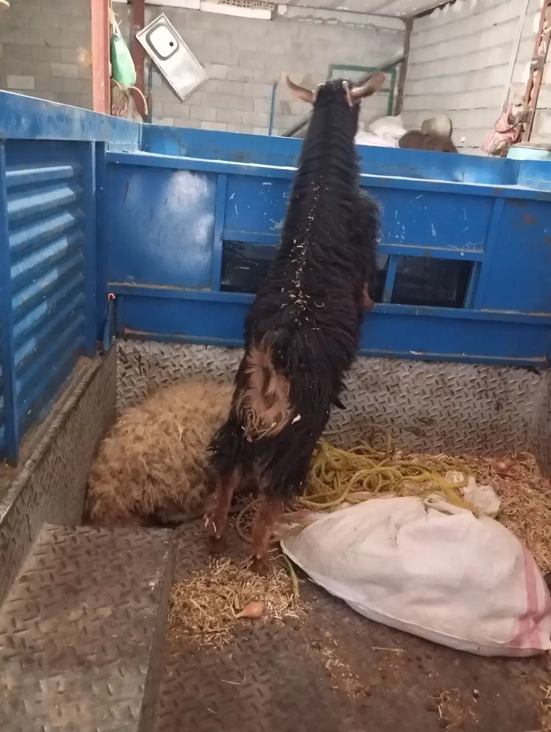 فروش گوسفند و بزغاله ماده|حیوانات مزرعه|روانسر, |دیوار