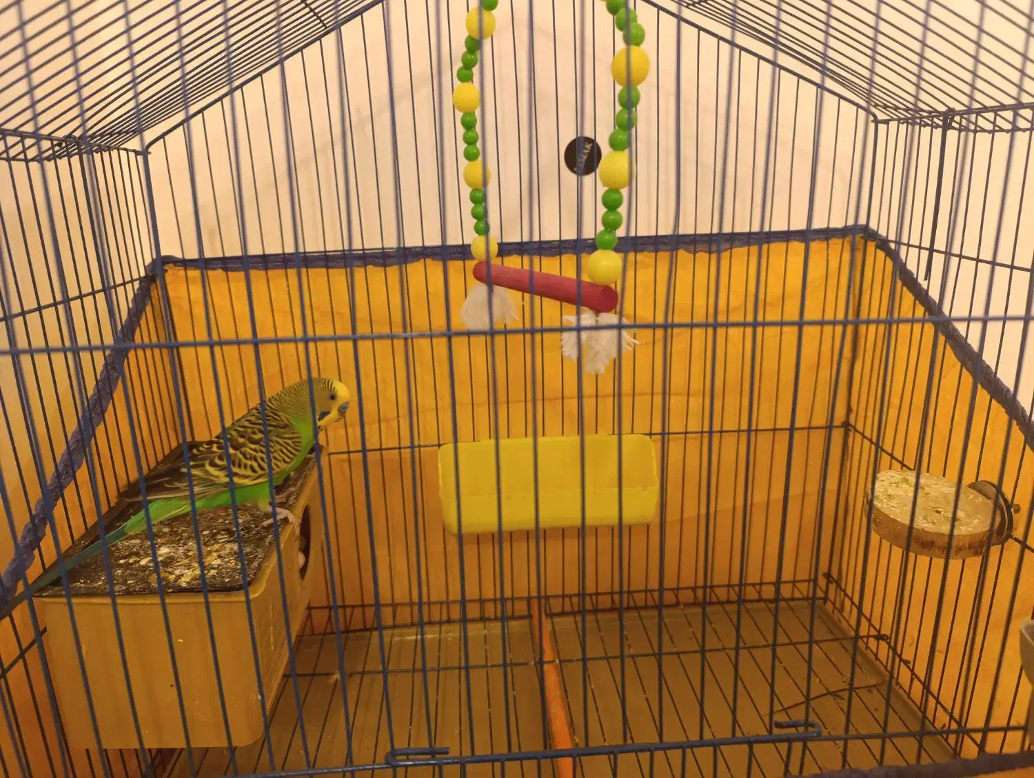 مرغ عشق|پرنده|خرمشهر, |دیوار