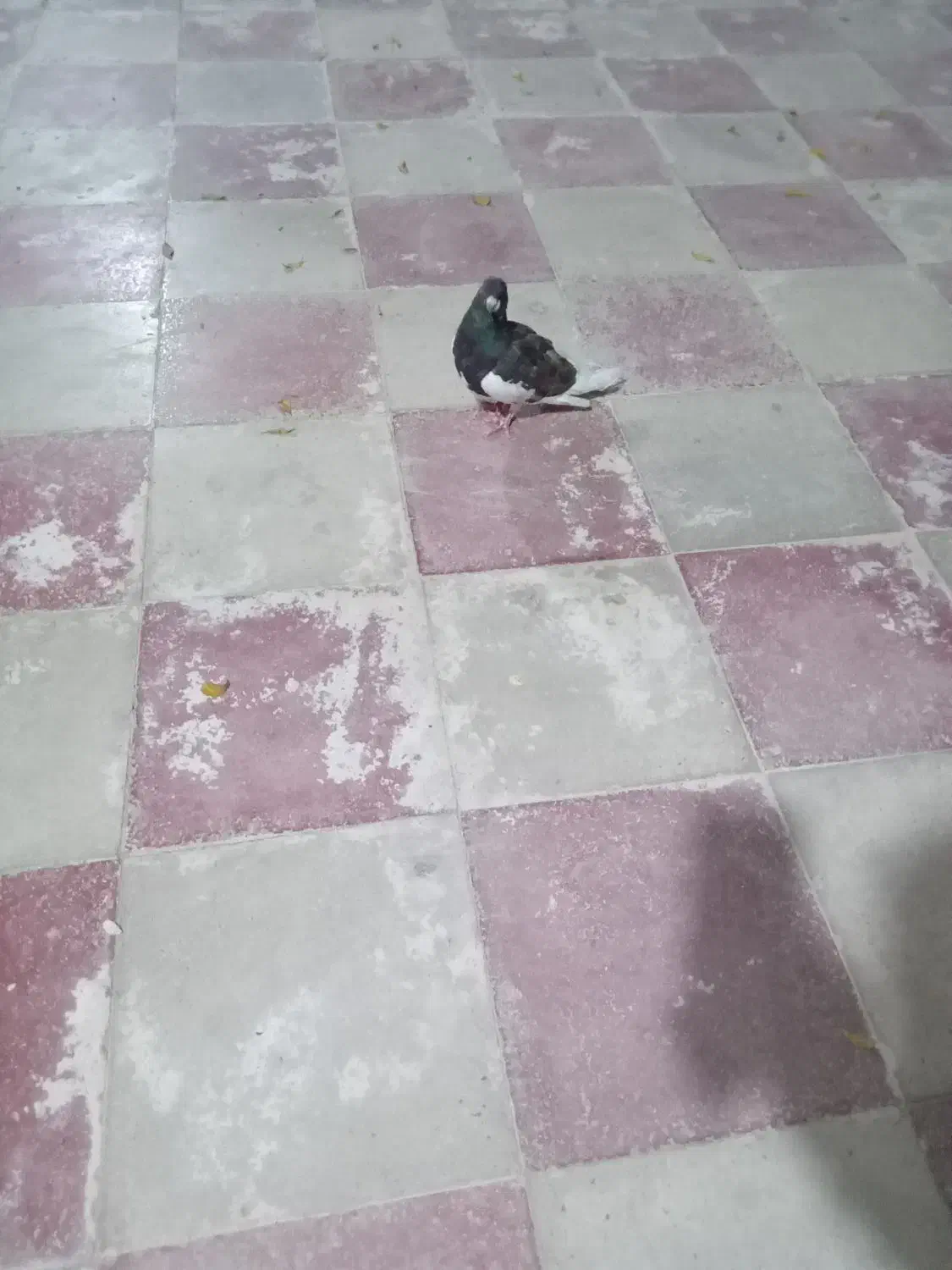 یال سیای نر|پرنده|کوه چنار, |دیوار