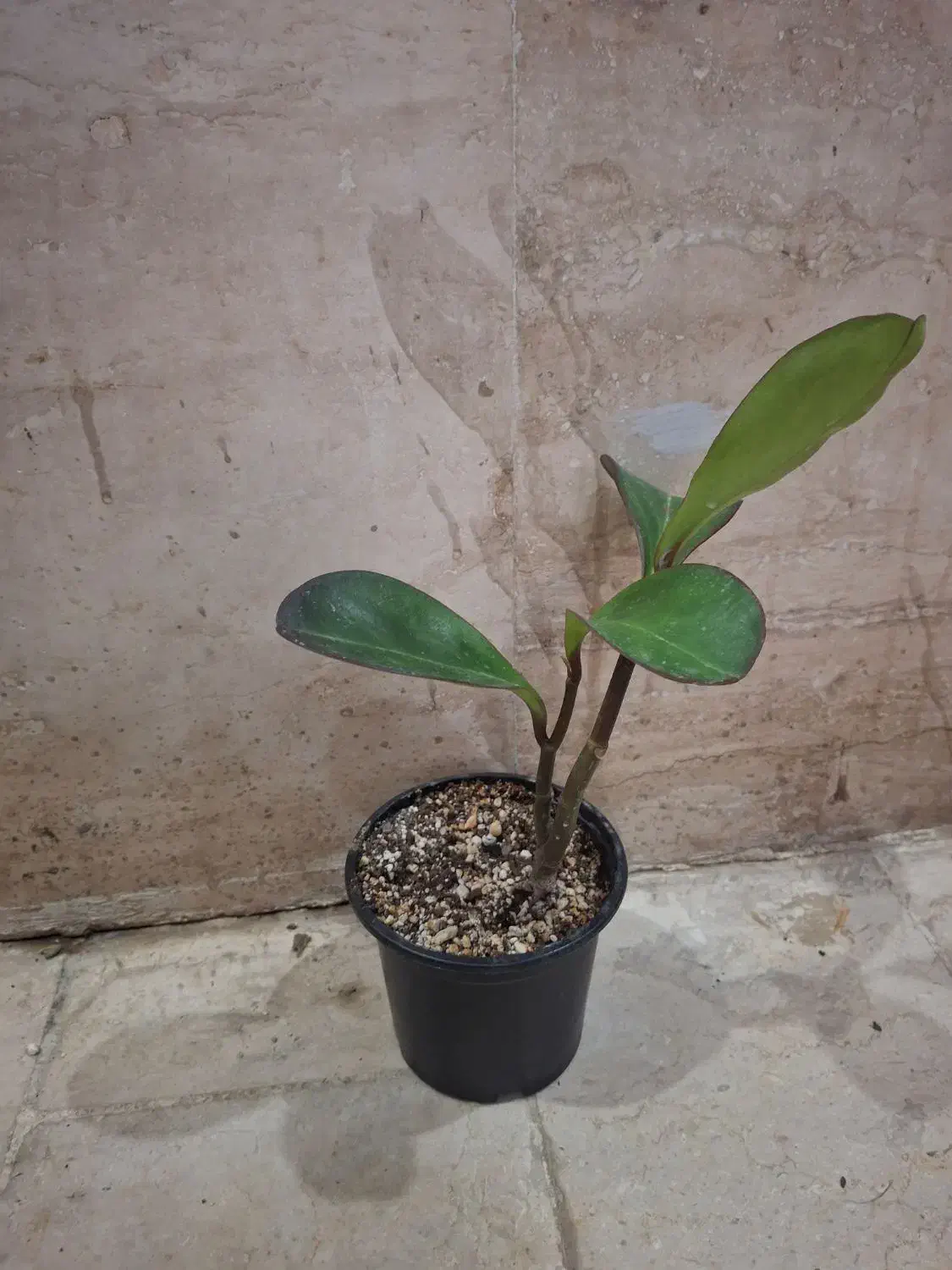 گل و گلدان|گل و گیاه طبیعی|تهران, آزادشهر|دیوار