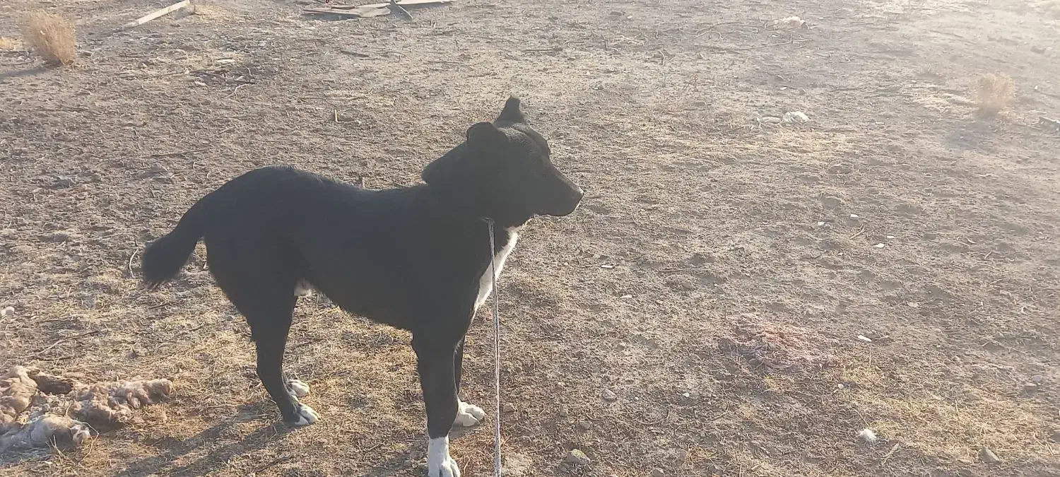 کبوتر|سگ|فامنین, |دیوار