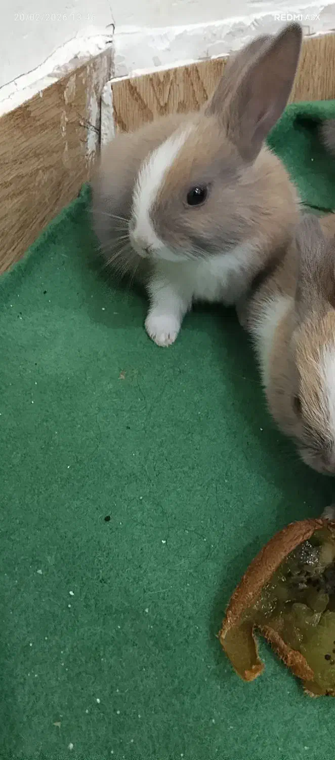 خرگوش|موش و خرگوش|مشهد, کلاته برفی|دیوار