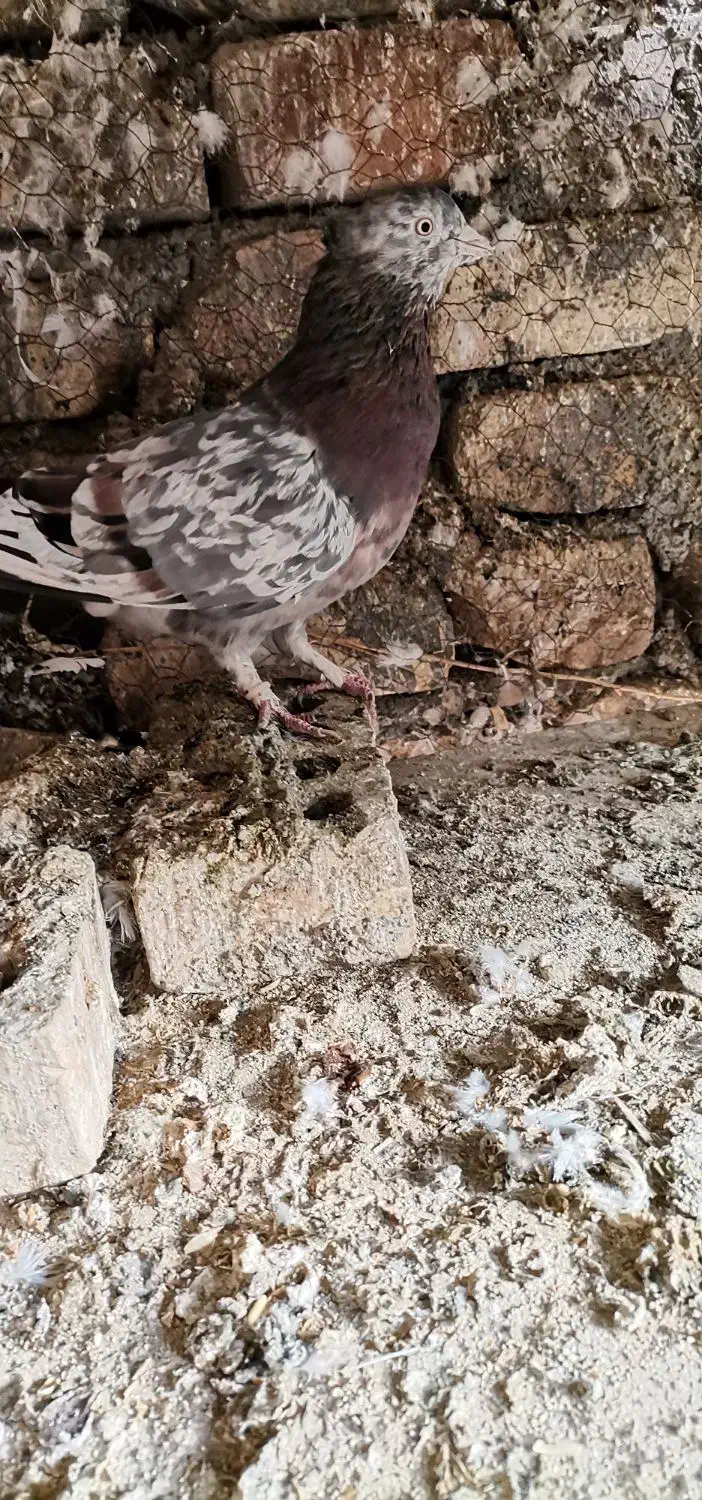 سرورپرشی|پرنده|مبارکه, |دیوار