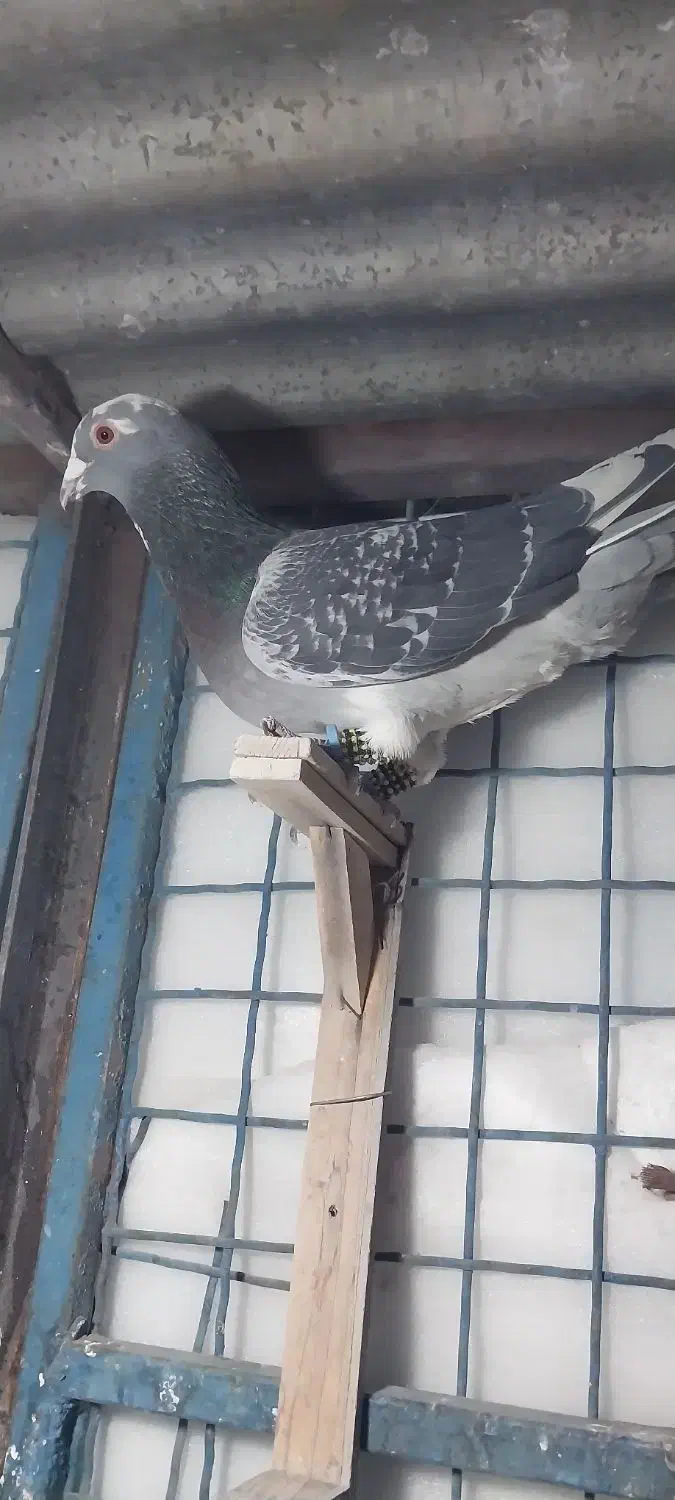 کفتر|پرنده|طرقبه, |دیوار