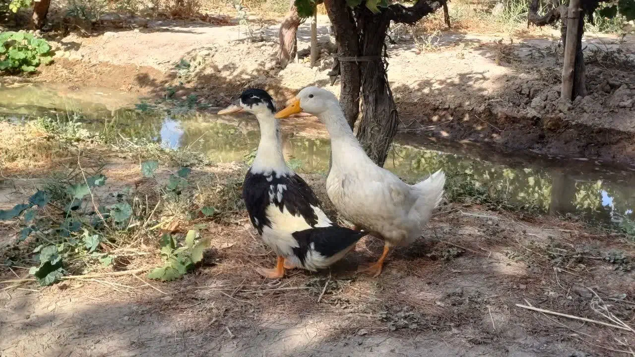 اردک پکنی|حیوانات مزرعه|شاهدشهر, |دیوار