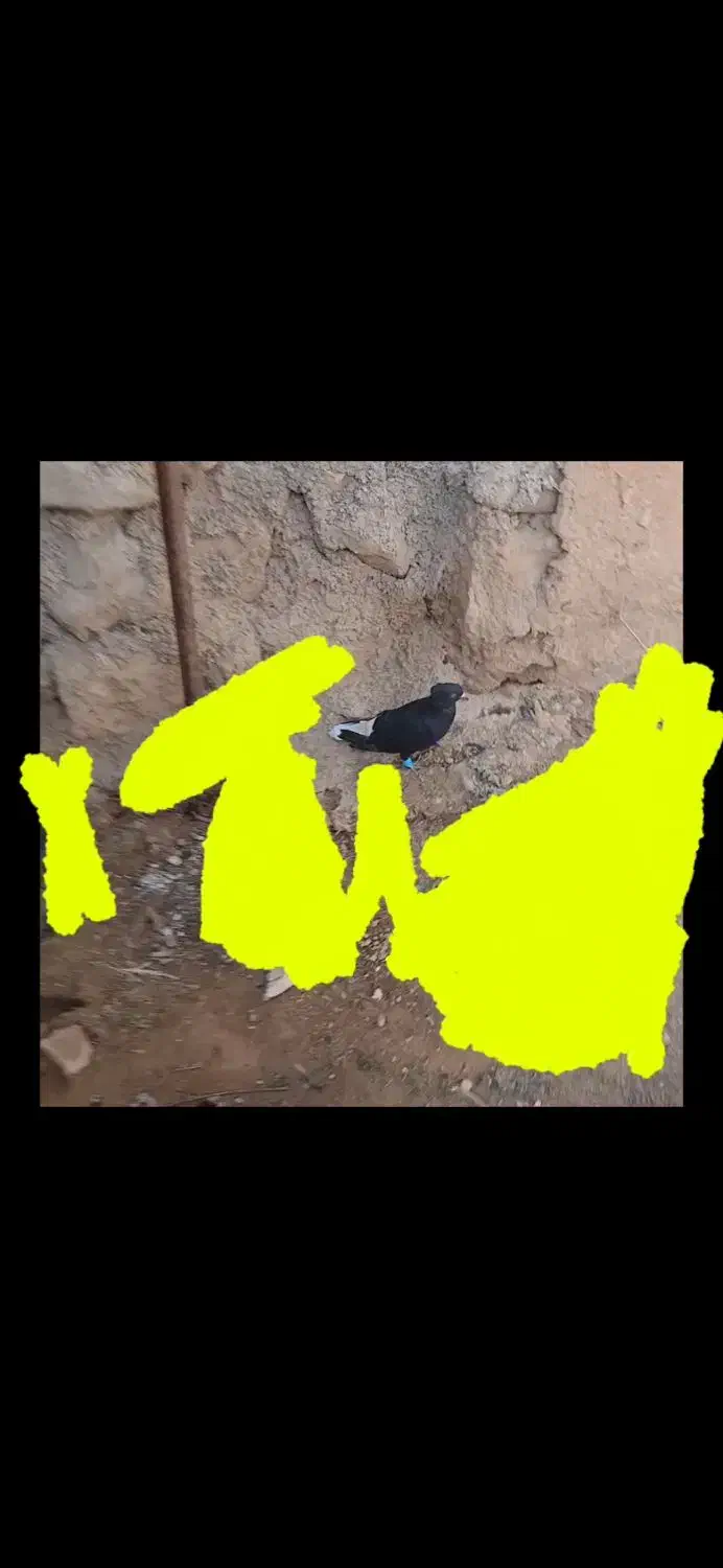 کبوتر|حیوانات|شیراز, شهرک مهدیآباد|دیوار