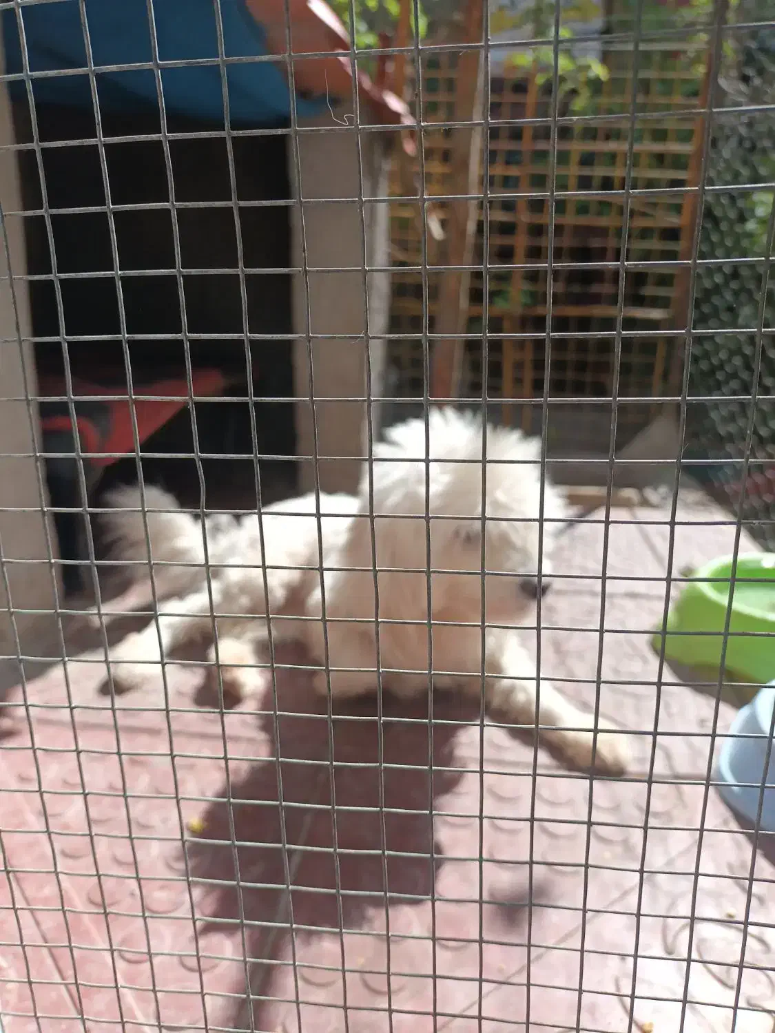 سگ پاکوتاه|سگ|اراک, |دیوار