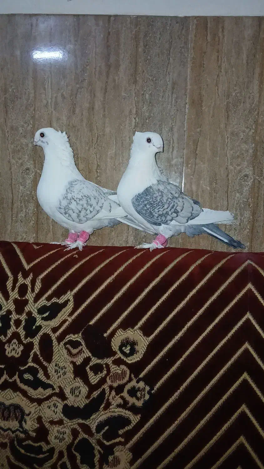 پشتی ابی|پرنده|سبزوار, جوادیه شرقی|دیوار