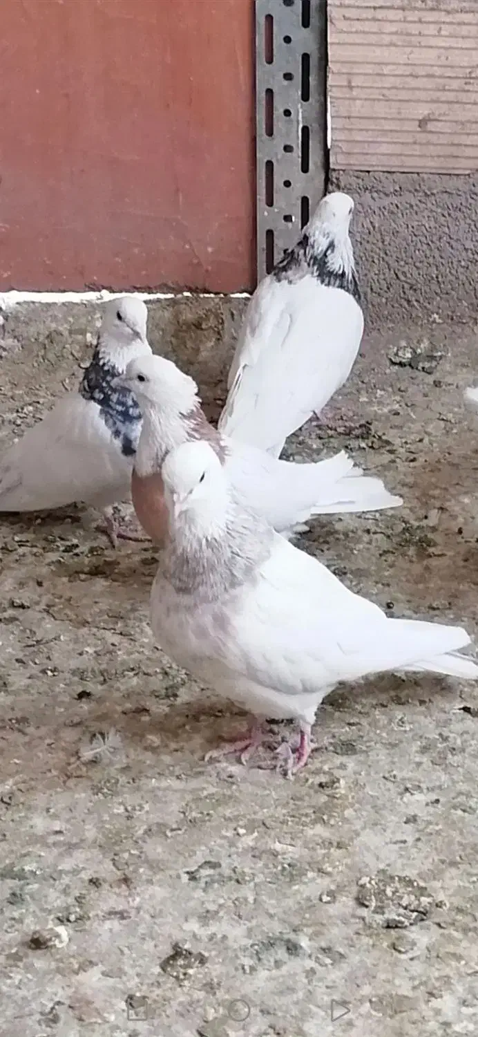 کفتر طوقی اصیل معاوضه با قناری  و عروس هلندی|پرنده|سیرجان, |دیوار