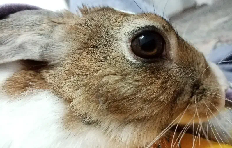 خرگوش|موش و خرگوش|آباده, |دیوار