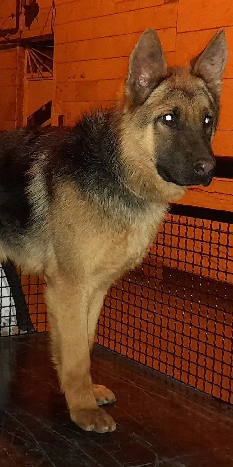 سگ ژرمن۳ساله جفت نخورده|سگ|ملایر, |دیوار