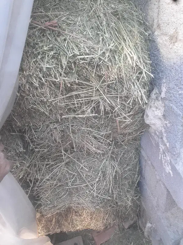 یونجه پرس ۸۰۰ کیلو|حیوانات مزرعه|دیواندره, |دیوار