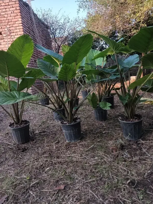 گل بابا آدم|گل و گیاه طبیعی|آمل, |دیوار