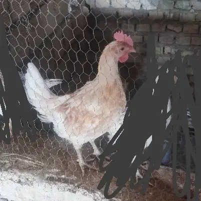 جوجه خروس دورگه گلین لری و محلی|حیوانات مزرعه|یزد, |دیوار