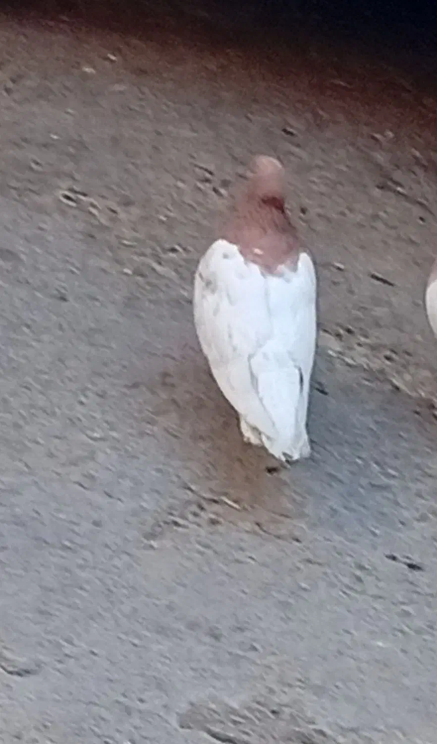 نر کله ای|پرنده|بروجرد, |دیوار