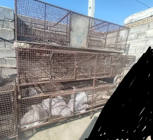 تجهیزات/تولید و پرورش/مرغ/جوجه/ انواع پرنده|لوازم جانبی حیوانات|کرمان, |دیوار