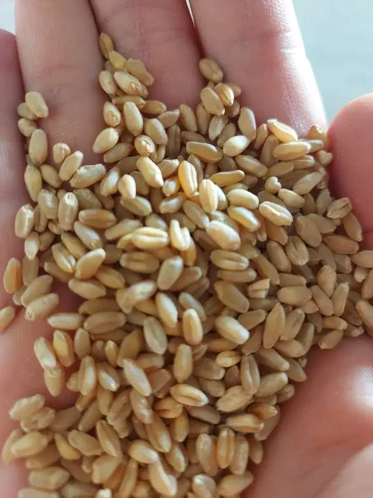 گندم|خدمات باغبانی و درختکاری|اهواز, شریعتی جنوبی|دیوار