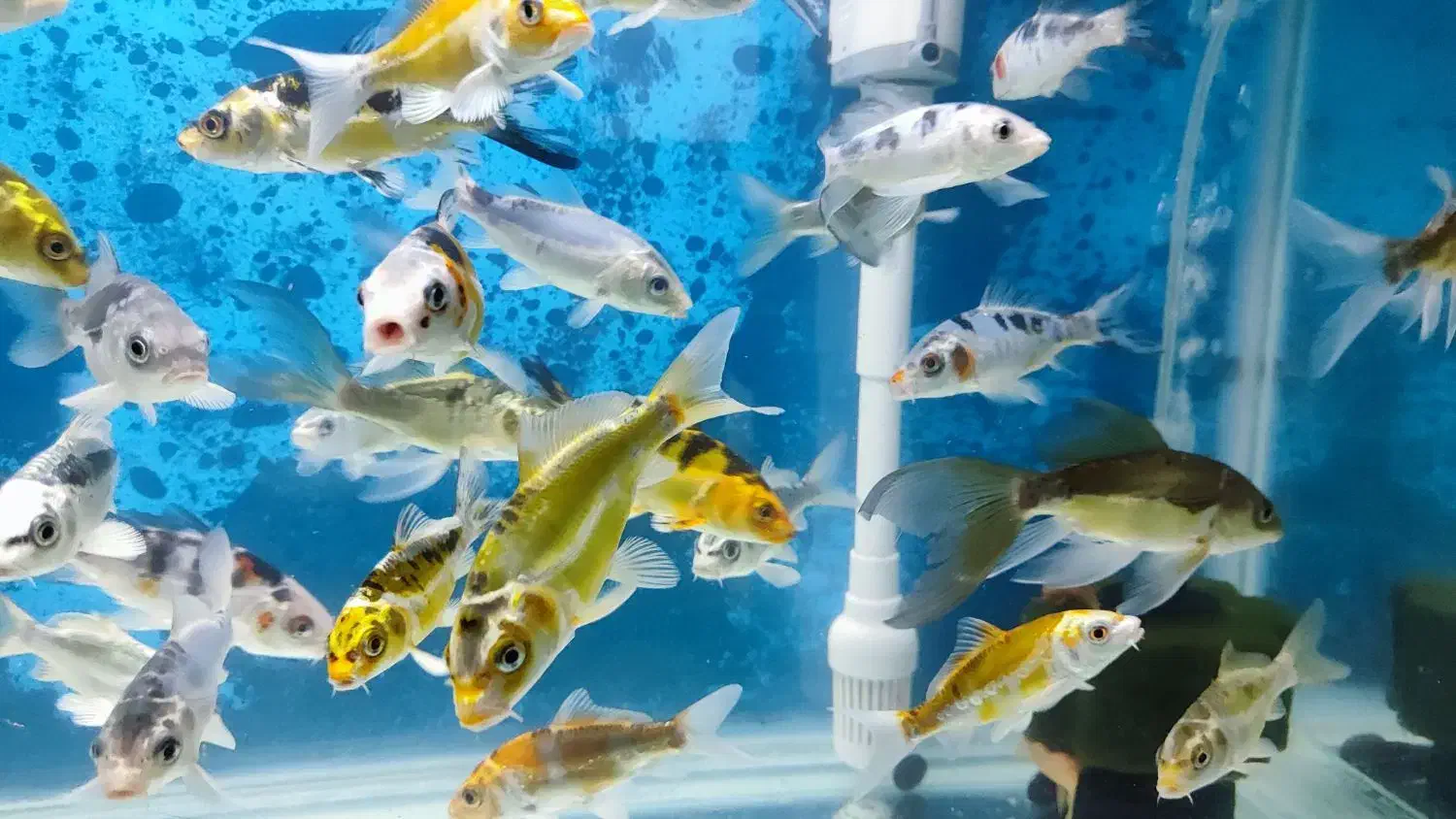 گله ماهی کوی|ماهی|تهران, شهرک دریا|دیوار