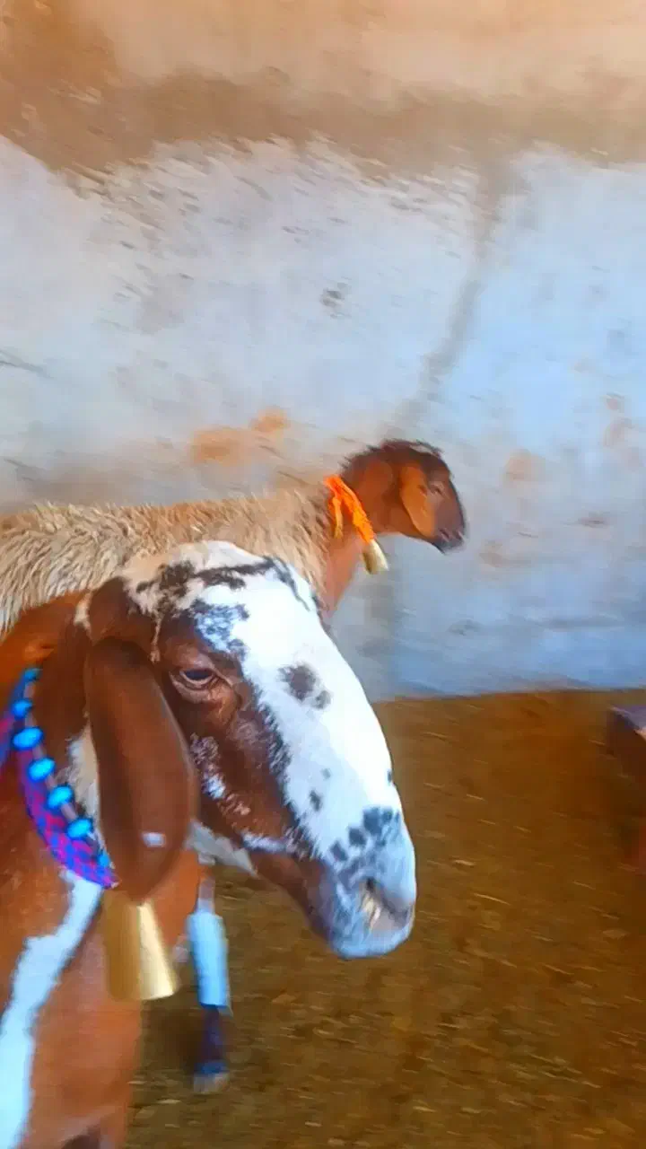 میش چینی|حیوانات مزرعه|ایذه, |دیوار