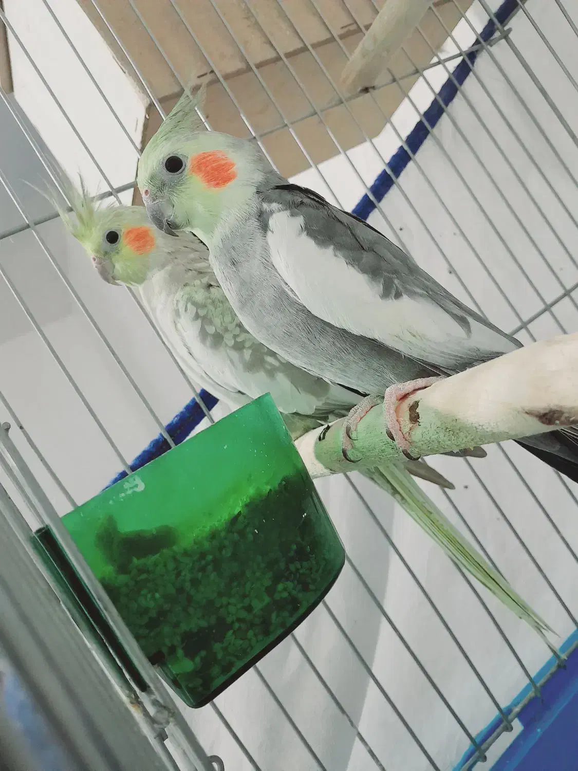 عروس هلندی مولد معاوضه با قناری|پرنده|اهواز, کوی ملی راه|دیوار