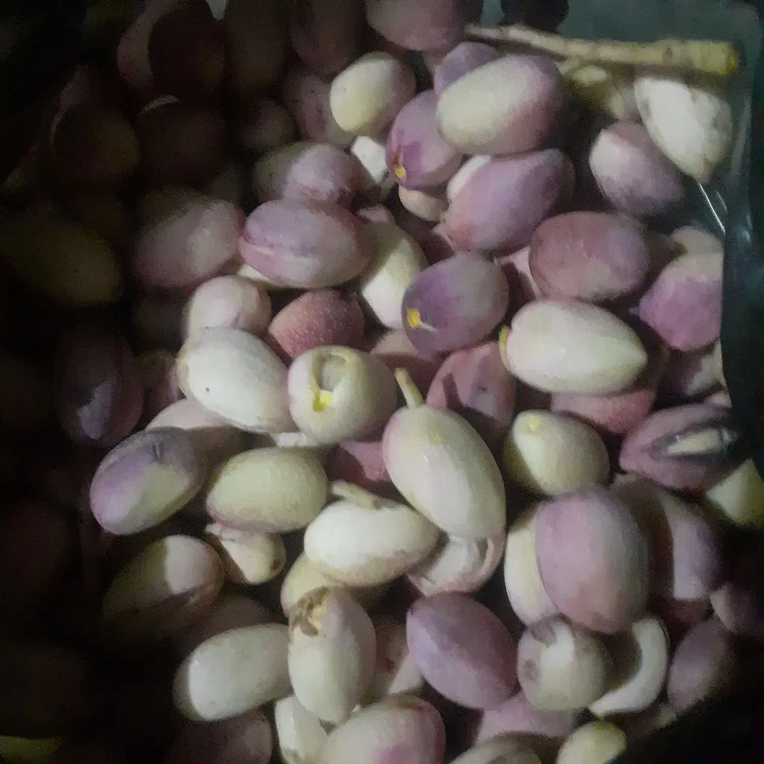 پسته تازه|خوردنی و آشامیدنی|قم, حنیف نژاد|دیوار