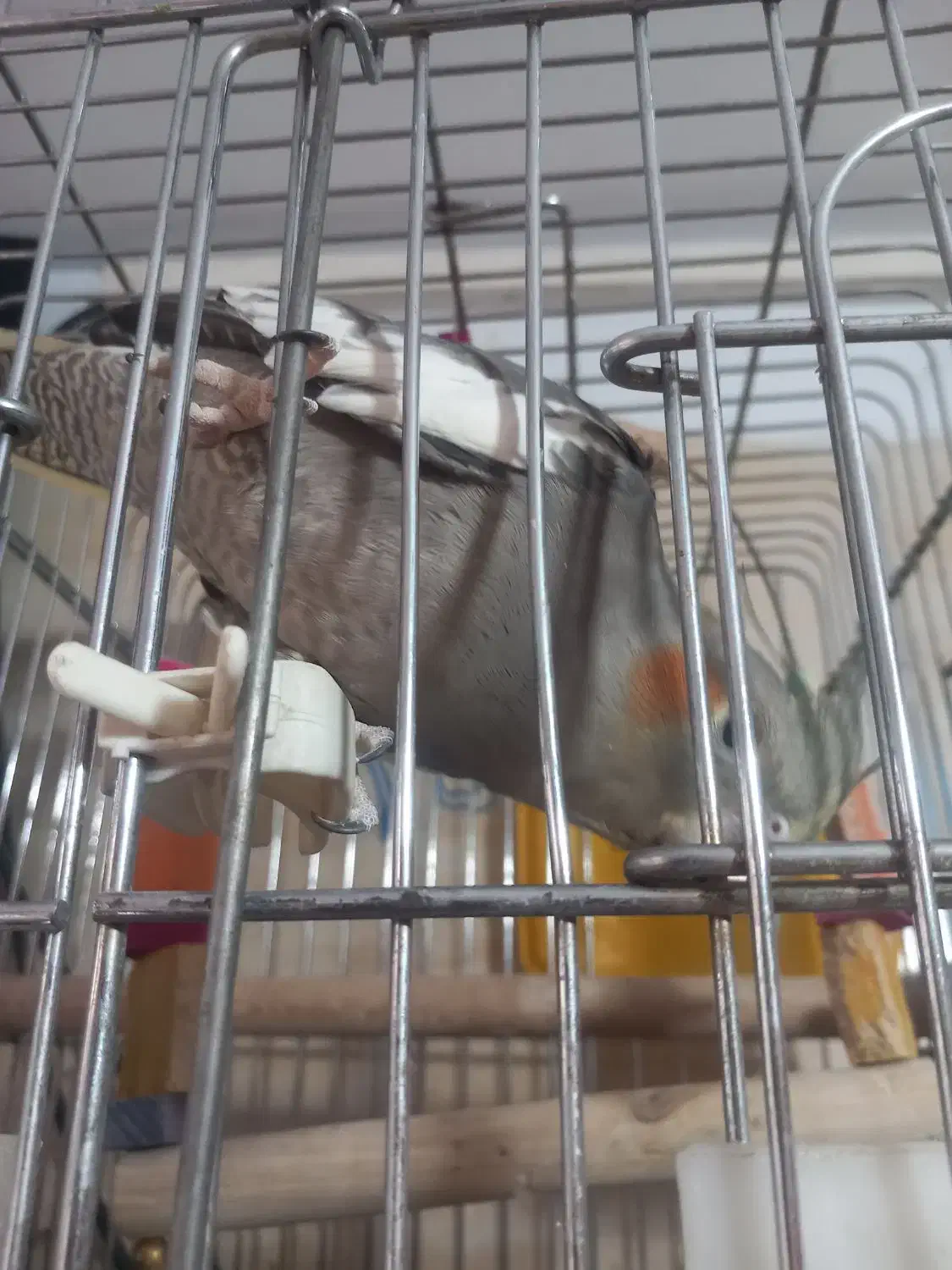 یک جفت عروس هلندی بالغ|پرنده|تهران, مختاری|دیوار