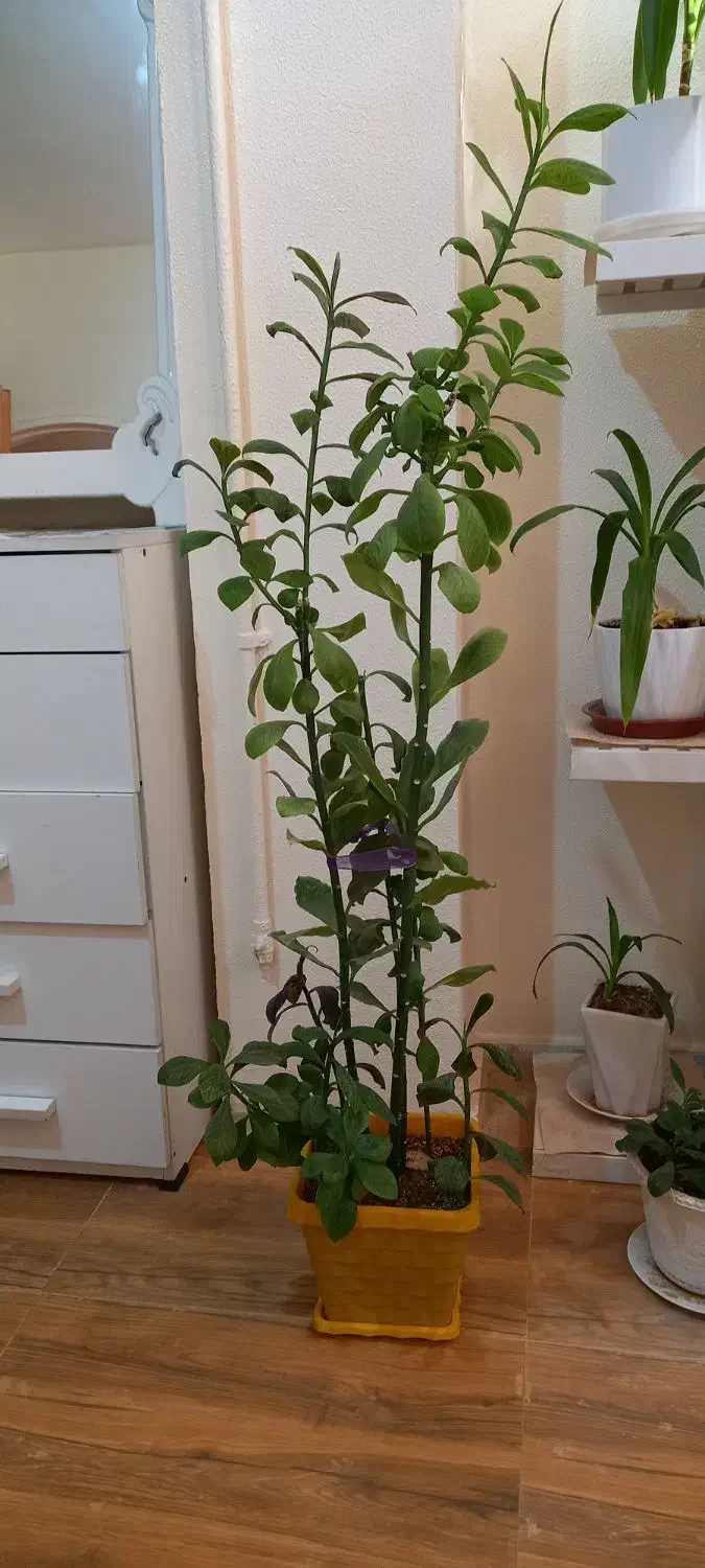 گل طبیعی|گل و گیاه طبیعی|شاهینشهر, گرگاب|دیوار