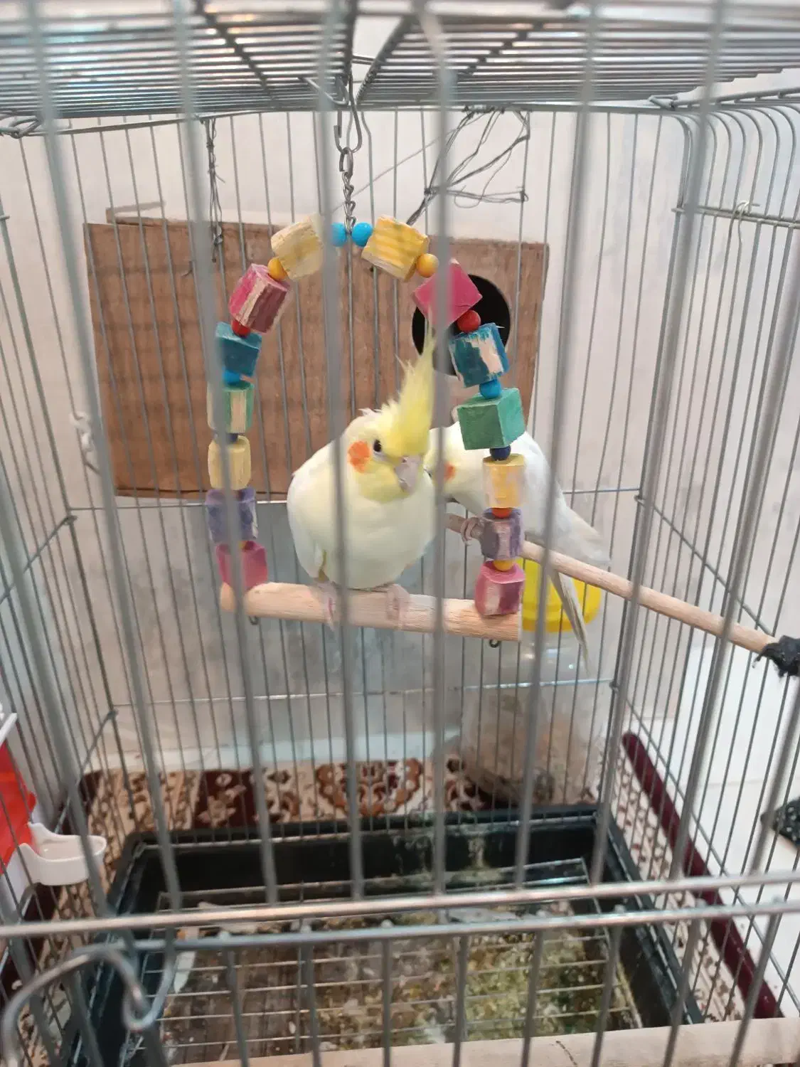 عروس هلندی جفت مولد|پرنده|دورود, |دیوار