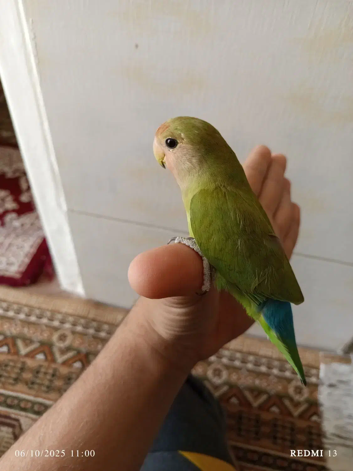 کوتوله برزیلی|پرنده|شیراز, کوزه گری|دیوار