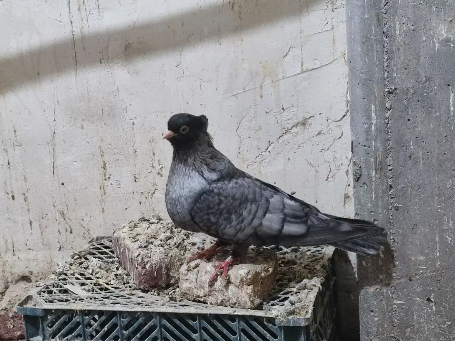 فروشی۳عدد کبوتر صرب|پرنده|چهاربرج, |دیوار