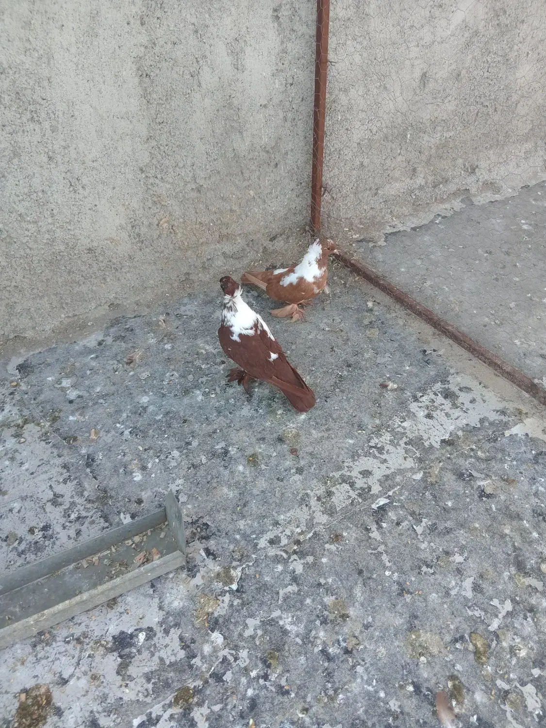 ککلی|پرنده|اردبیل, |دیوار