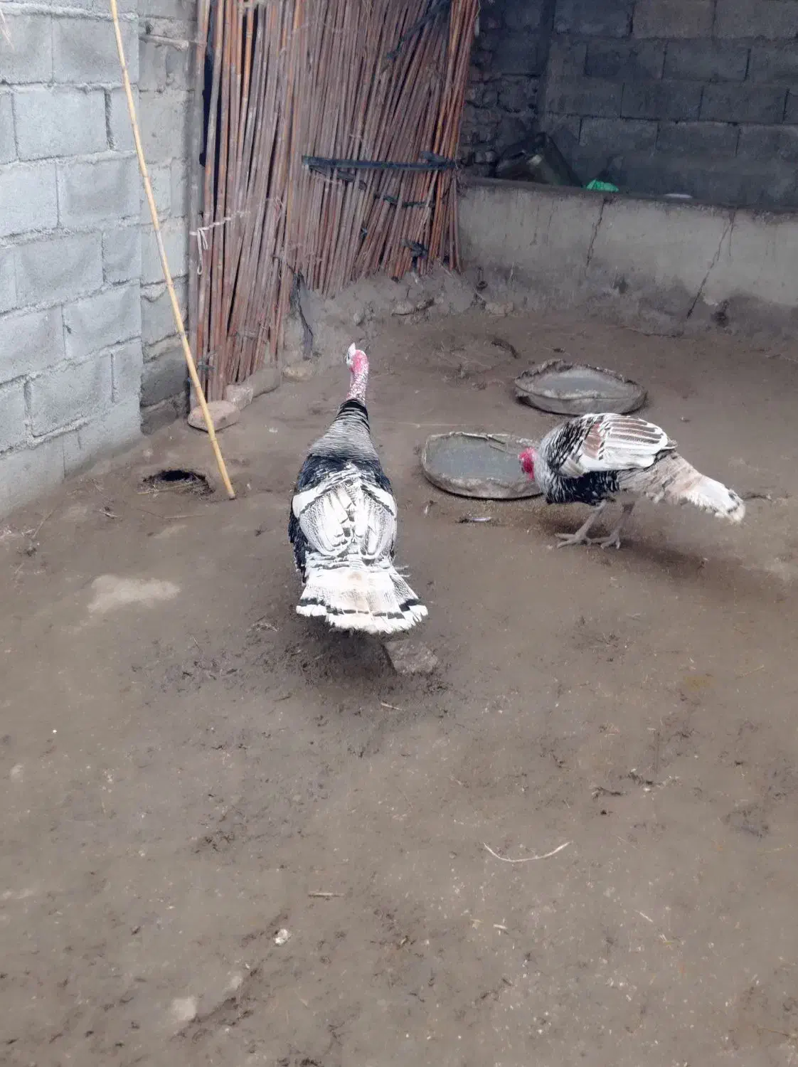 بوقلمون نر فروشی|حیوانات مزرعه|گنبد کاووس, |دیوار