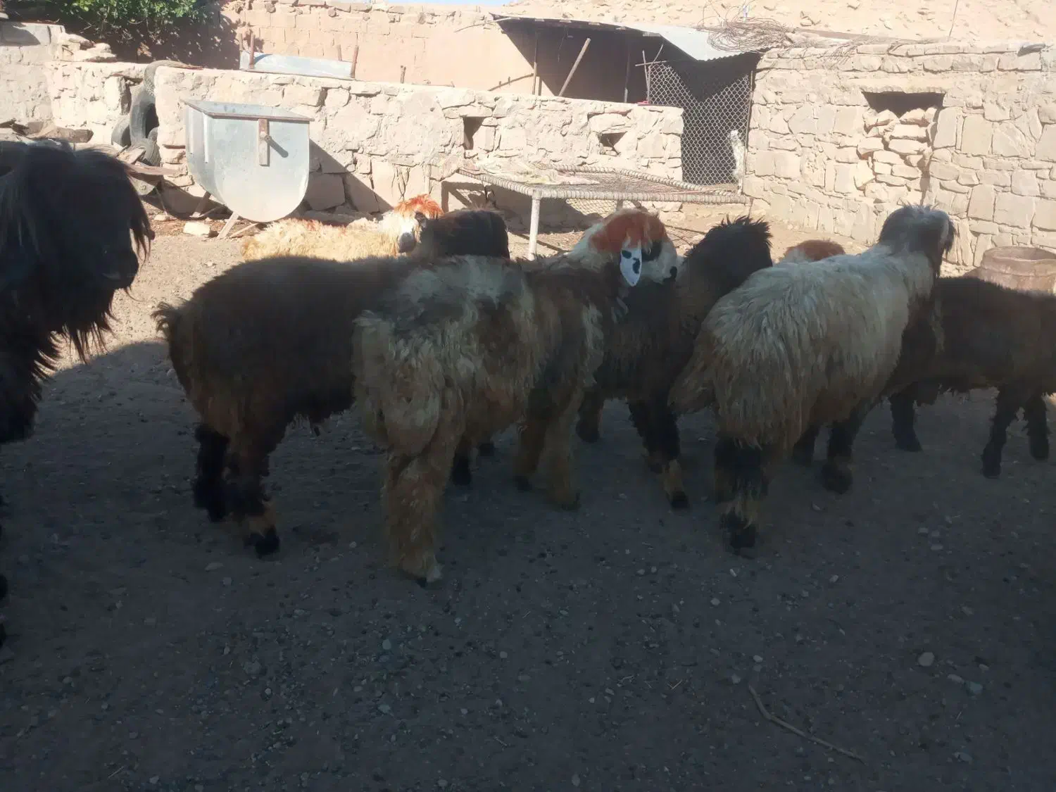 بره گوشتی|حیوانات مزرعه|کارون, |دیوار