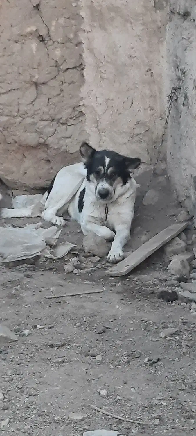 سگ لاس قدرجونی شکم پر فی مناسب|سگ|خمینیشهر, |دیوار