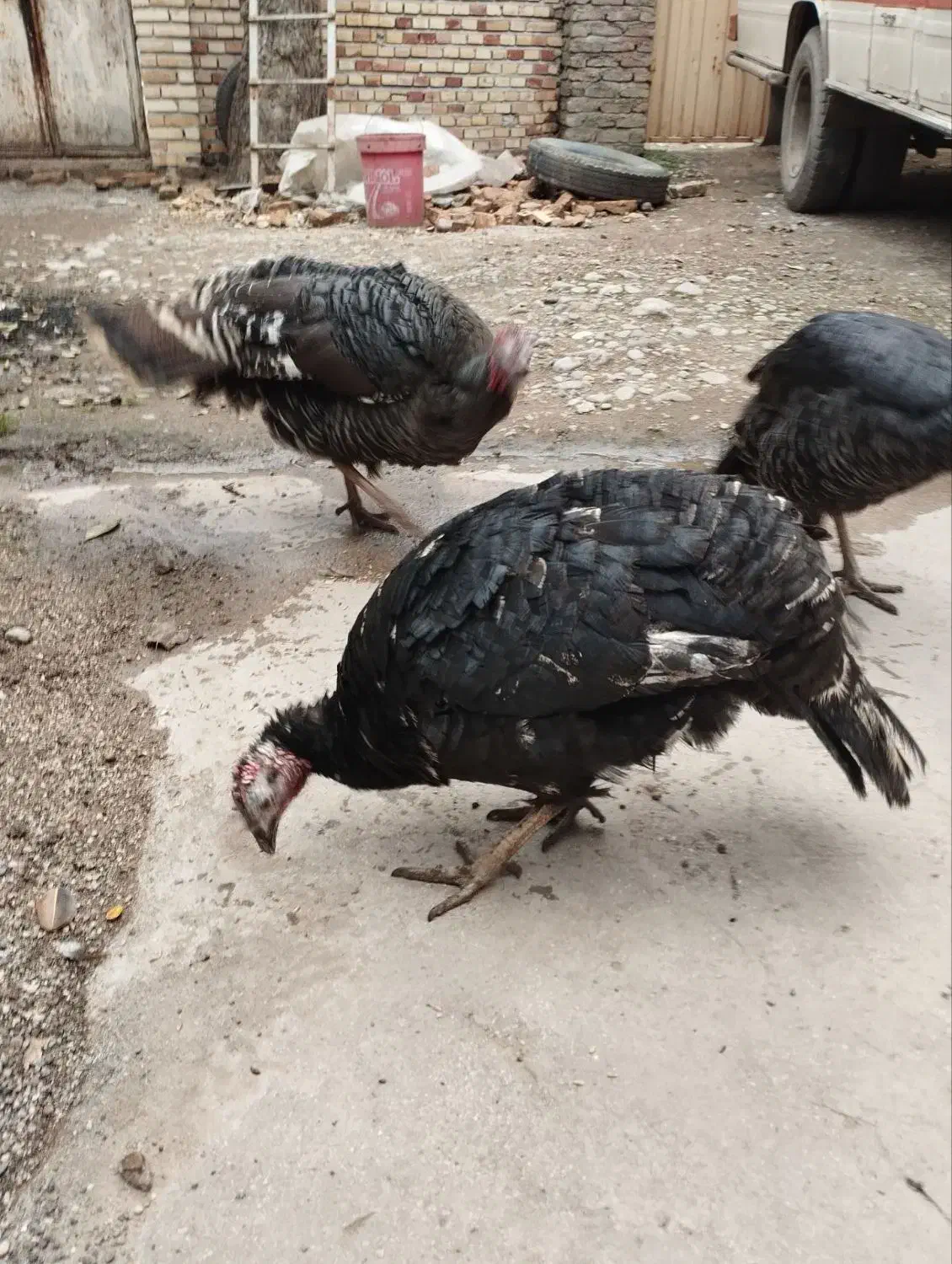 بوقلمون|حیوانات مزرعه|رامیان, |دیوار