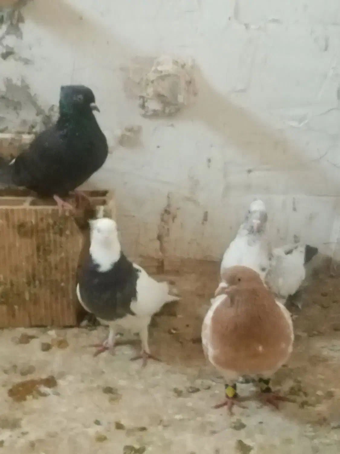 کبوتر|پرنده|سیدآباد, |دیوار