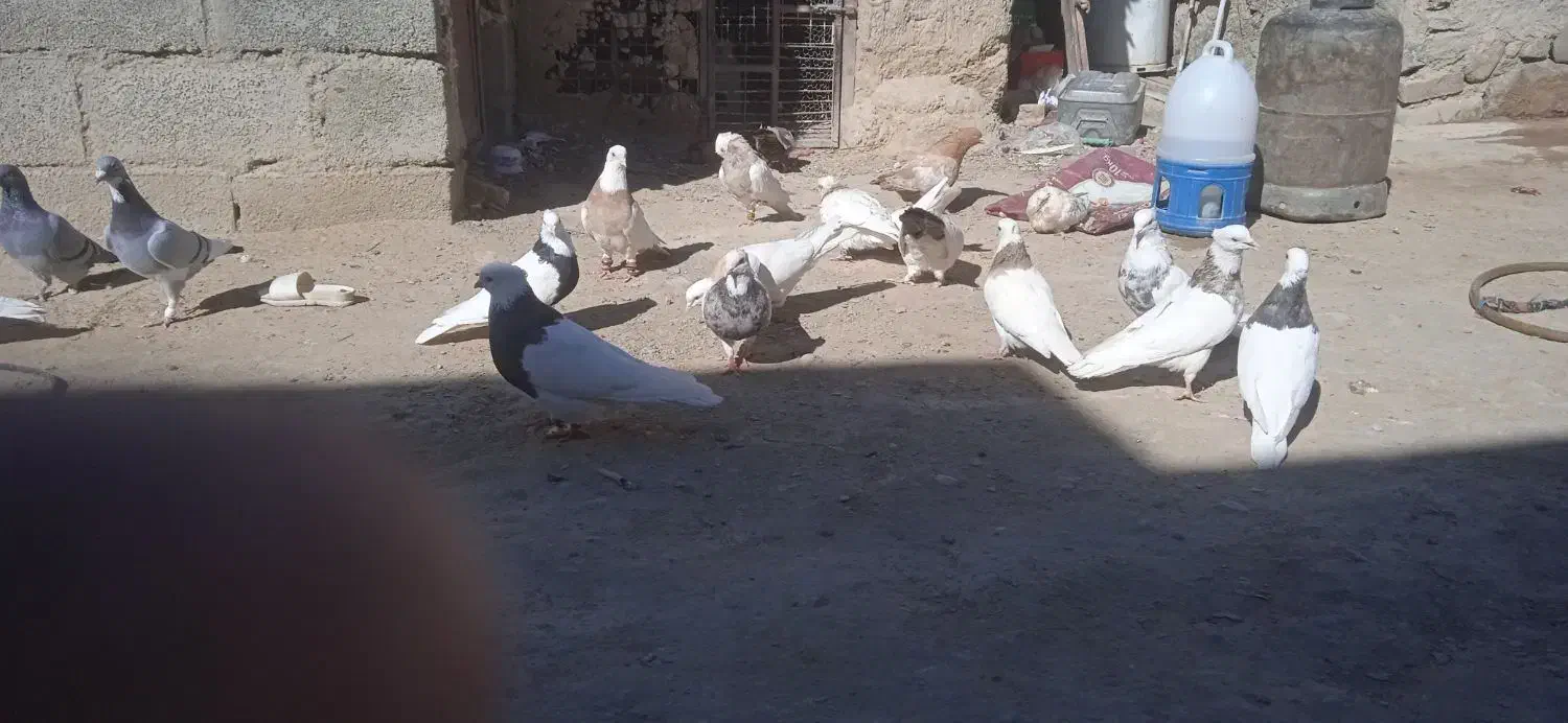 کبوتر|پرنده|سراوان, |دیوار