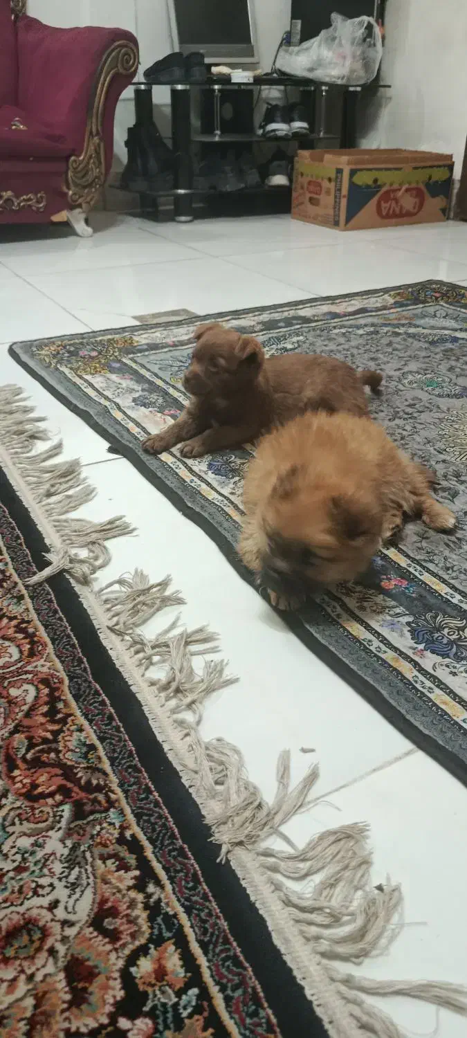 سگ پاکوتاه|سگ|مشهد, امیرآباد|دیوار