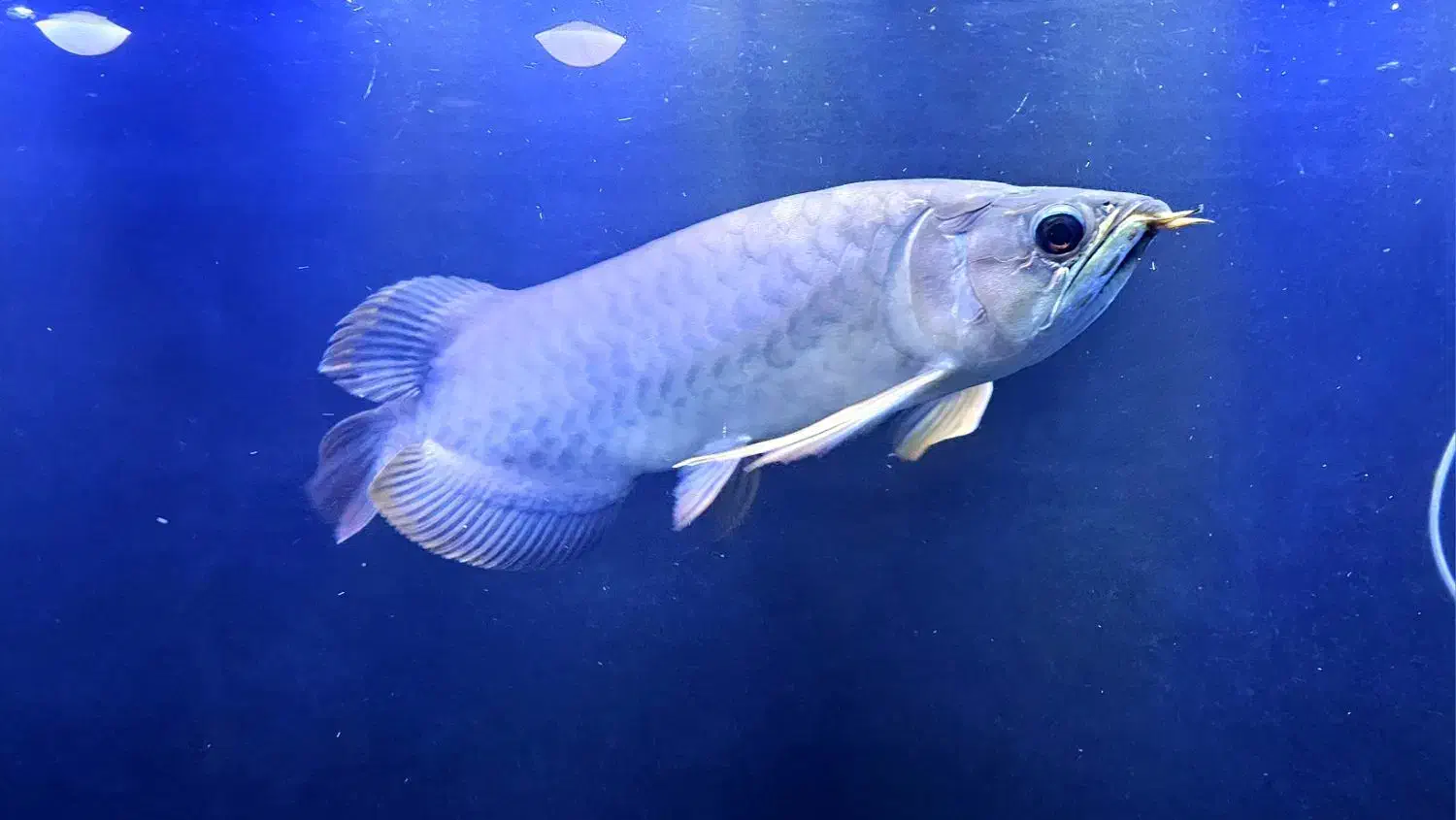 ماهی آروانا گلدن های بک ۳۰سانتی|ماهی|تهران, باغ خزانه|دیوار