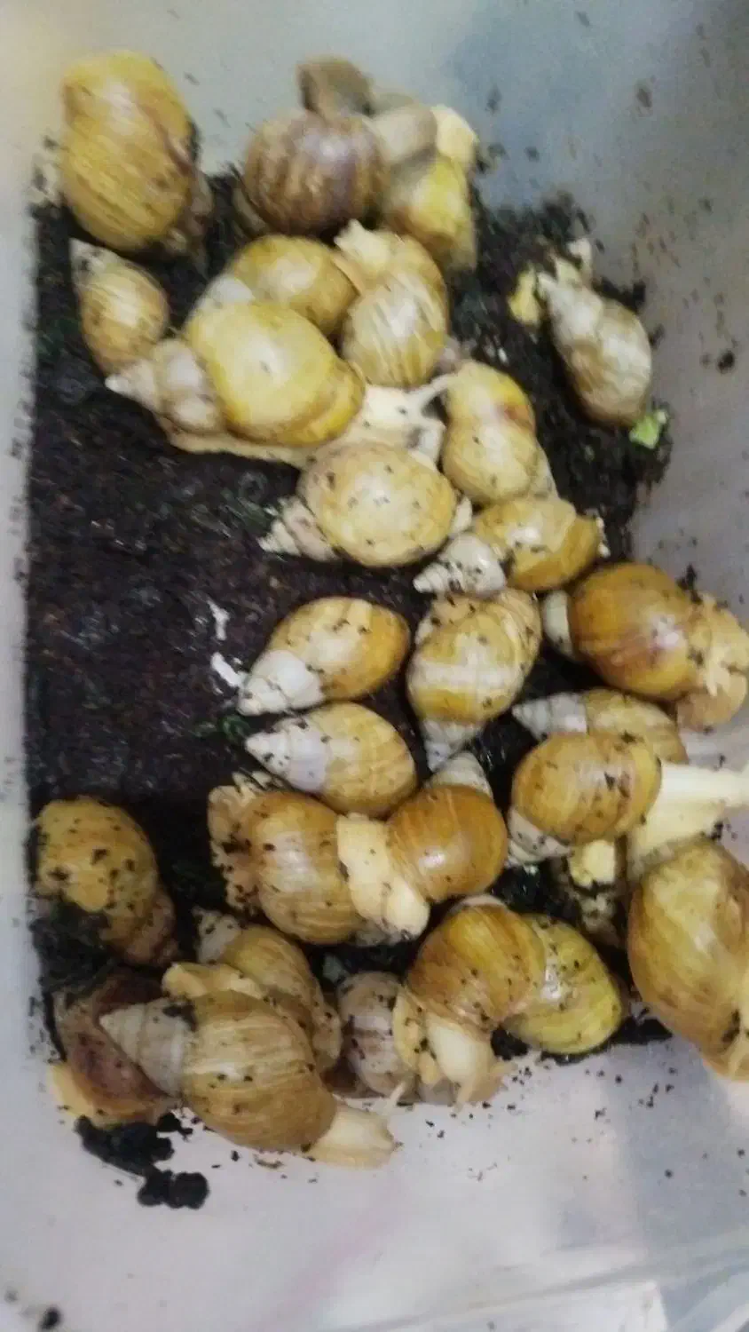 حلزون|خزنده|کوهسار (البرز), |دیوار