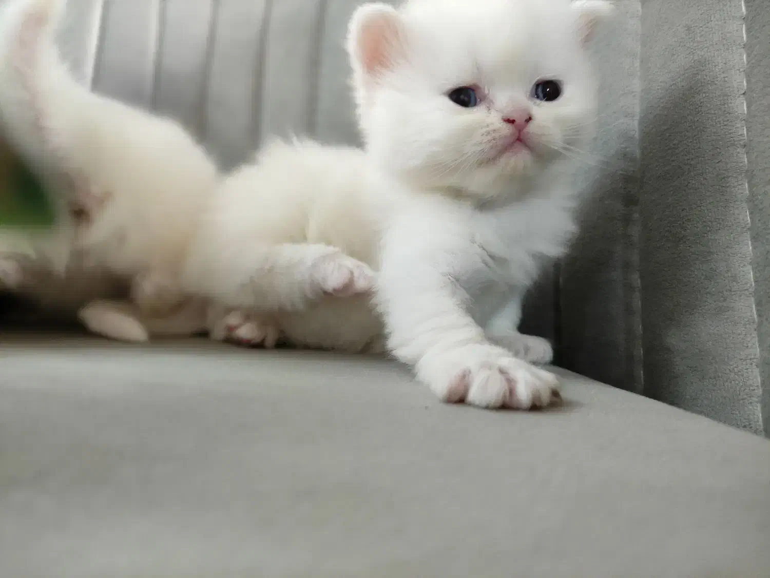 گربه پرشین بریتیش اصل|گربه|ساری, |دیوار