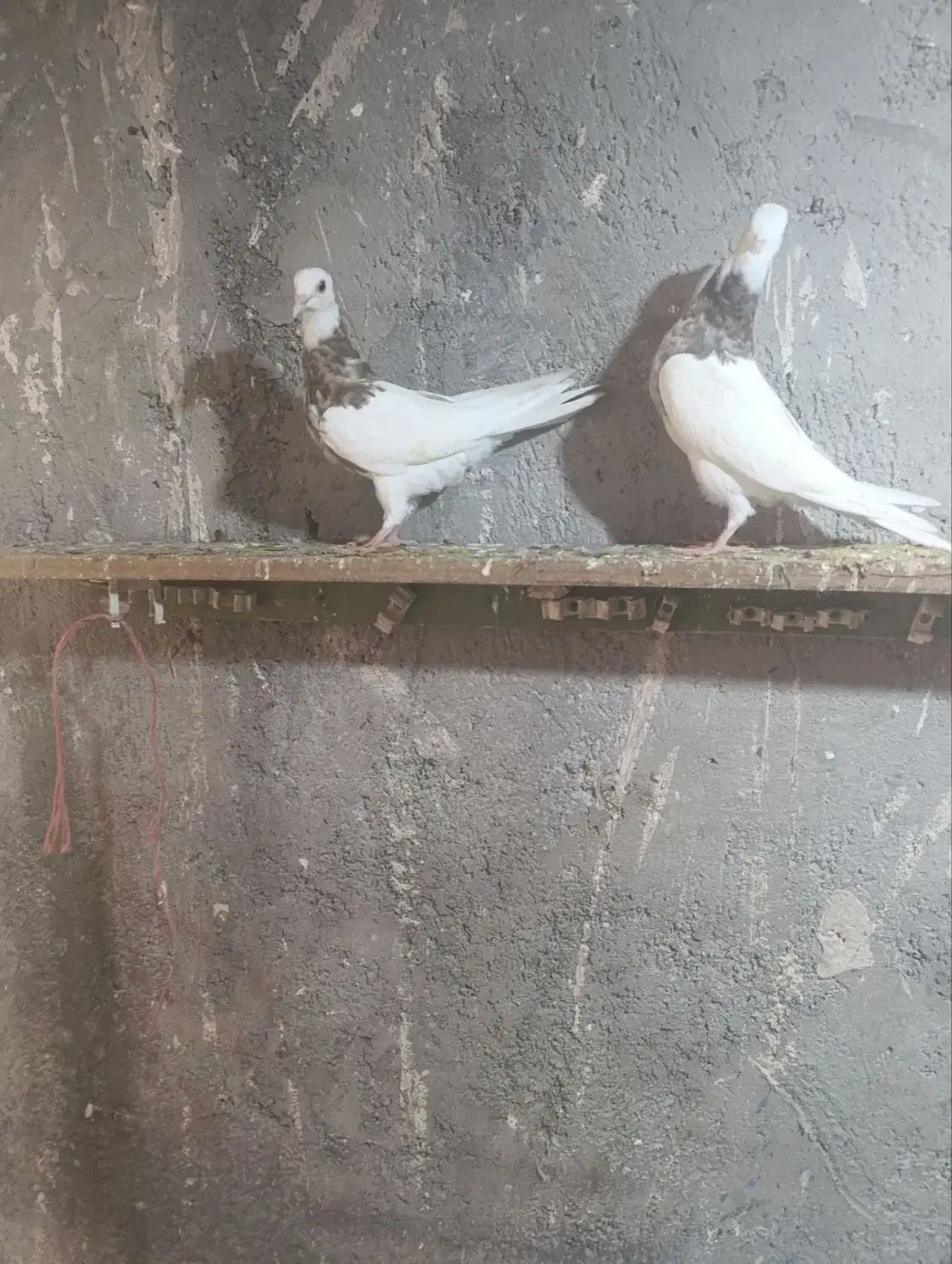 دوتا طوقی جوانه|پرنده|بجنورد, |دیوار