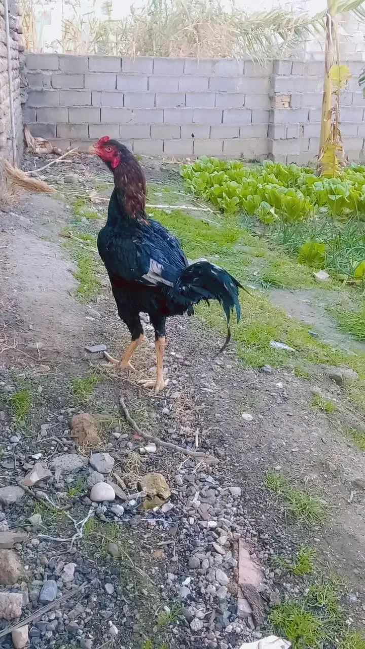 خروس لاری|حیوانات مزرعه|نگین شهر, |دیوار