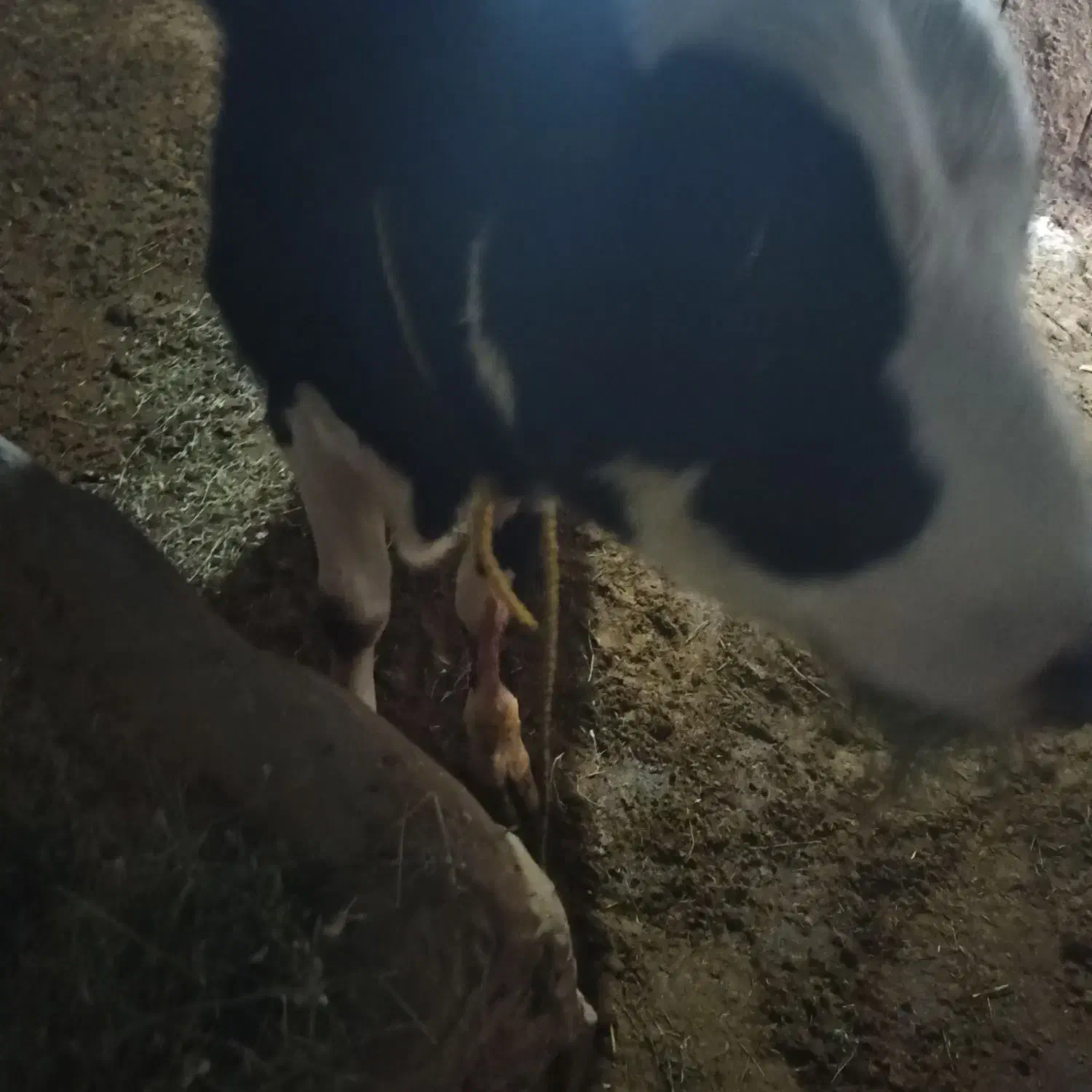 گوساله ماده|حیوانات مزرعه|خانمیرزا, |دیوار