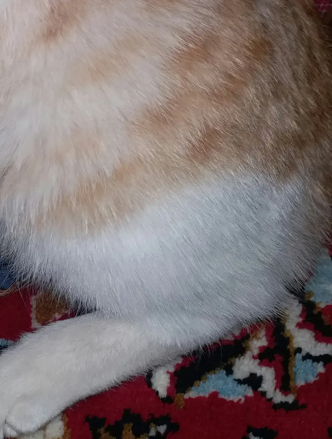 گربه پیدا شده|گربه|زابل, |دیوار