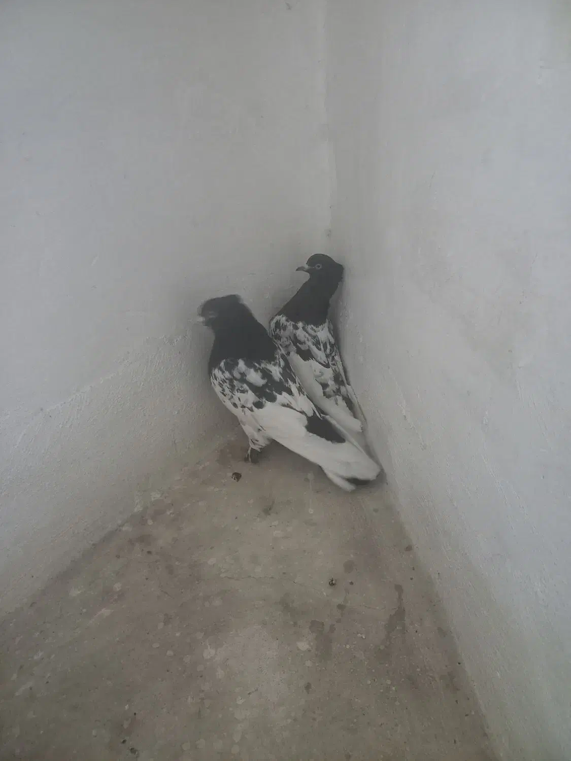 کفتر رنگی|پرنده|سیرجان, |دیوار