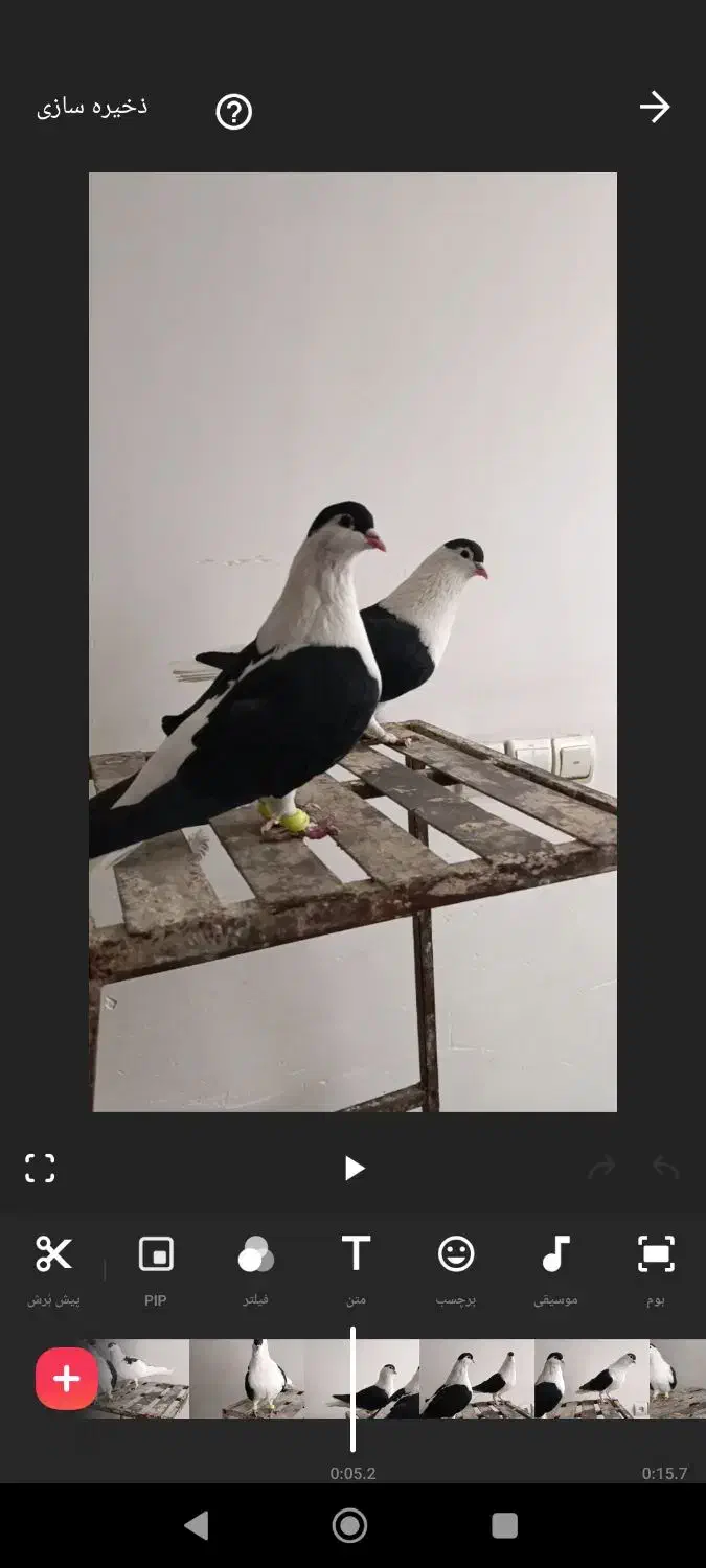 کفتر|پرنده|پاکدشت, حصار امیر|دیوار